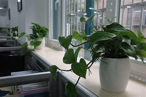 香港 风水 办公室放什么植物好